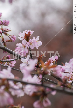 サクラの花のクローズアップ サクラの花のクローズアップ 123584127