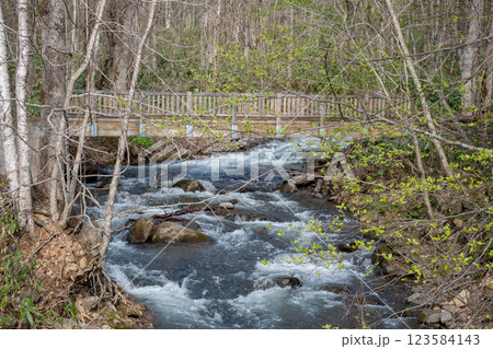 山奥の春の渓流 123584143