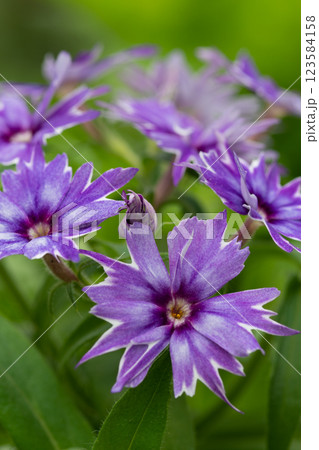 満開の紫色のスターフロックス 満開の紫色のスターフロックス 123584158