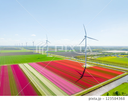 Aerial view of the tulips field with wind turbines. Landscape from a drone.  123584368