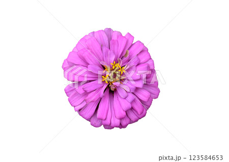 Pink zinnia elegans dahlia flower Pink zinnia elegans dahlia flower 123584653