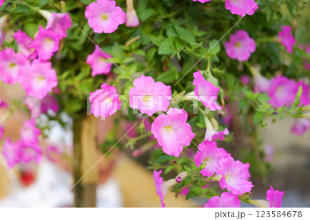 Blooming fresh pink canterbury bell flowers grow in hanging plant pot decorated in garden 123584678