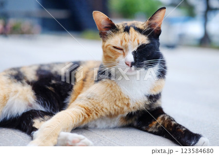 Cute tabby adorable happy cat is black and orange color in fur relaxing on concrete floor outdoor Cute tabby adorable happy cat is black and orange color in fur relaxing on concrete floor outdoor 123584680