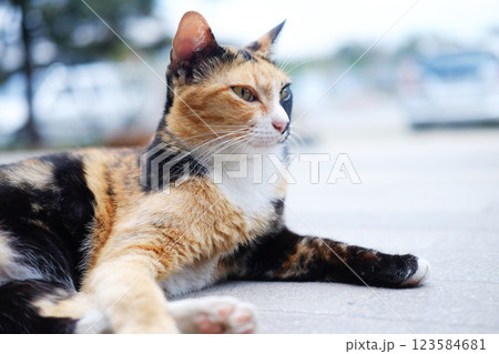 Cute tabby adorable happy cat is black and orange color in fur relaxing on concrete floor outdoor Cute tabby adorable happy cat is black and orange color in fur relaxing on concrete floor outdoor 123584681