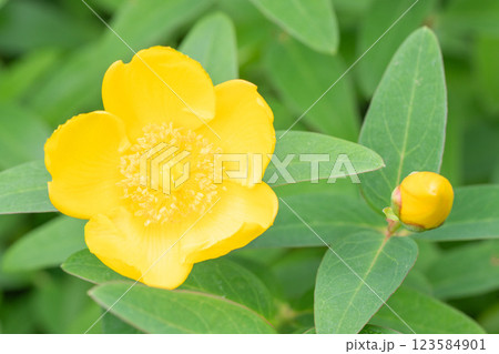 家の周りの草花　四季の色々　美しい可憐な花びら　奇麗な黄色の花　キンシバイ 123584901