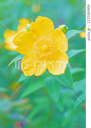 家の周りの草花　四季の色々　美しい可憐な花びら　奇麗な黄色の花　キンシバイ 123584904