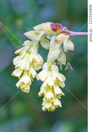 家の周りの草花 四季の色々 春の光りを浴びて美しい土佐ミズキの花が風に揺れて輝いています 家の周りの草花 四季の色々 春の光りを浴びて美しい土佐ミズキの花が風に揺れて輝いています 123584906