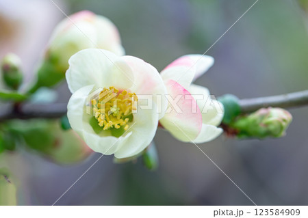 家の周りの草花　四季の色々　美しい淡白の花　庭の木陰に白い小さなボケの花が咲きました 123584909