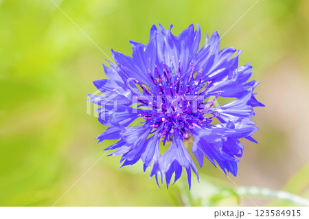 家の周りの草花　四季の色々　五月の公園の花壇に美しい紫のヤグルマギクの花が咲いています 123584915