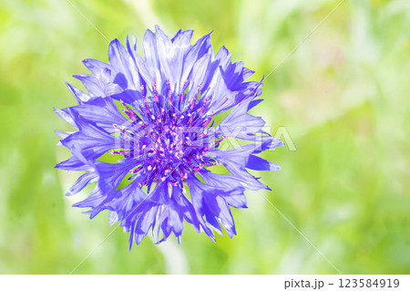 家の周りの草花 四季の色々 五月の公園の花壇に美しい紫のヤグルマギクの花が咲いています 家の周りの草花 四季の色々 五月の公園の花壇に美しい紫のヤグルマギクの花が咲いています 123584919