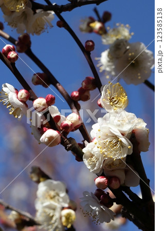 東京近郊の梅の花 123585138