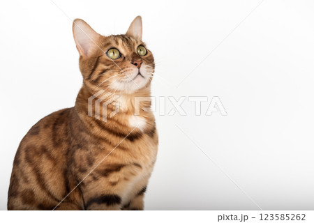 Studio portrait of young bengal cat looking away on white background. 123585262