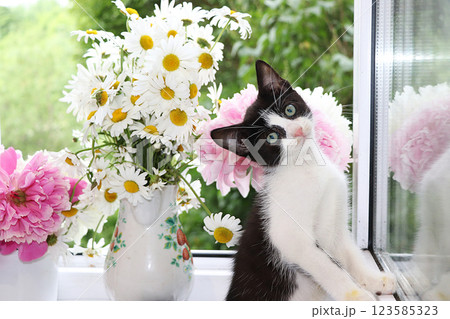 A little curious kitten on a sunny window. A kitten on the background of peonies and daisies in the summer, the comfort of our home and the rescue of homeless animals A little curious kitten on a sunny window. A kitten on the background of peonies and daisies in the summer, the comfort of our home and the rescue of homeless animals 123585323