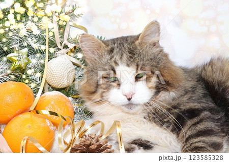 Christmas background with a cat, tangerines, fir branches with decorations and a ribbon on a bokeh background, a domestic cat is preparing for the holiday. Banner for text and holiday postcard, 123585328