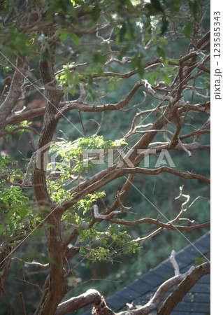 (比叡山 延暦寺)002 (比叡山 延暦寺)002 123585343