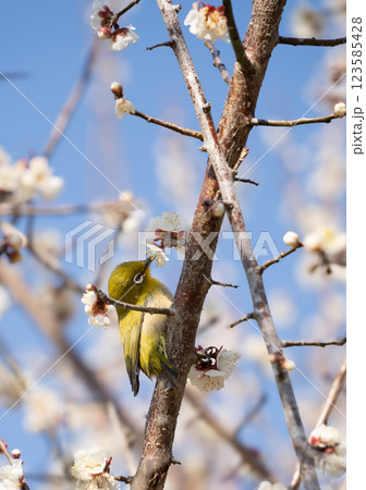 梅の蜜を吸うメジロ 123585428