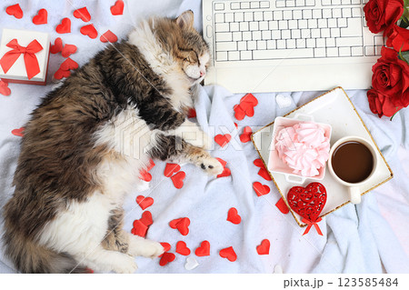 Modern woman work desk, cozy home office with cat, valentine's day concept. Computer, coffee latte, red hearts, flowers and meringues on a light blanket, healthy lifestyle, flat lay, selective focus. 123585484
