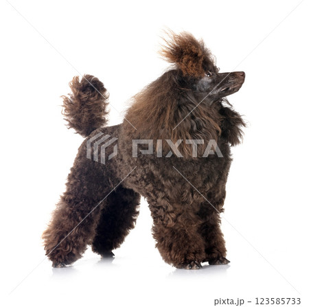 poodle in studio 123585733