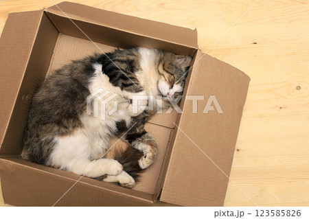 Fluffy sleeping cat in a cardboard box on a light floor of the house, top view 123585826