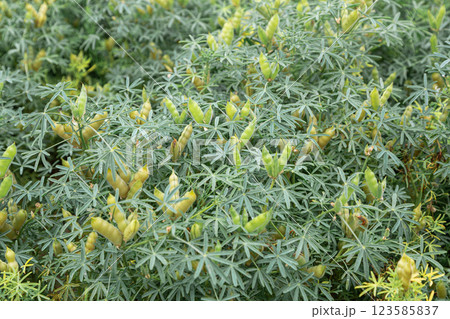 Narrow-leaved lupine with beans or with fruits Narrow-leaved lupine with beans or with fruits 123585837