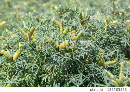 Narrow-leaved lupine with beans or with fruits 123585838