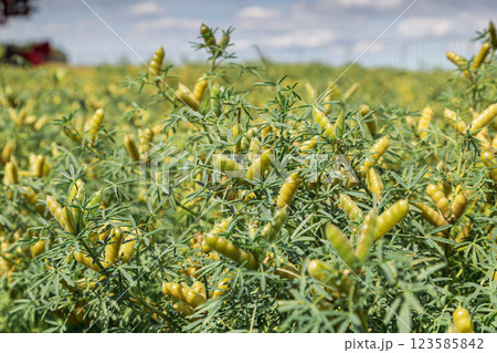 Lupine angustifolia with pods in the field 123585842