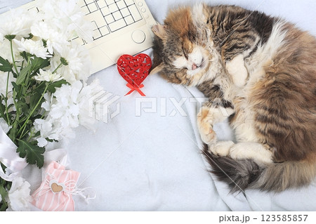 Modern woman work desk, cozy home office with sleeping cat, mothers day concept, womens day. Computer, red hearts, flowers and a gift on a light blanket, healthy lifestyle, flat lay, selective focus. Modern woman work desk, cozy home office with sleeping cat, mothers day concept, womens day. Computer, red hearts, flowers and a gift on a light blanket, healthy lifestyle, flat lay, selective focus. 123585857