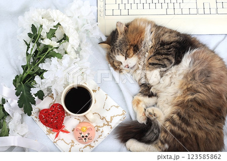 Modern woman work desk, cozy home office with sleeping cat, mothers day concept, womens day. Computer, coffee, red hearts, flowers and cakes on a light blanket, healthy lifestyle, flat lay, selective 123585862