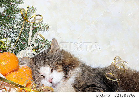 Christmas background with cat sleeping on tangerines and Christmas tree branches with a toy and a ribbon on a bokeh background. Banner for text and holiday card Christmas background with cat sleeping on tangerines and Christmas tree branches with a toy and a ribbon on a bokeh background. Banner for text and holiday card 123585866