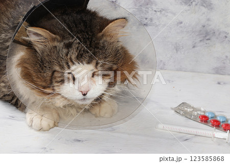 Old sick cat in a medical collar on a gray table. The concept of saving homeless animals. Each pet should have the right to treatment and life. 123585868