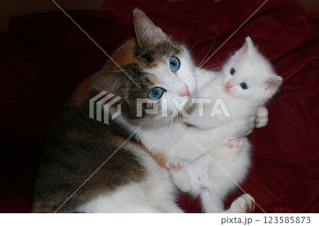 Mom cat hugs a little kitten, care and love in nature. The atmosphere of warmth and comfort in the house, the rescue of homeless animals 123585873