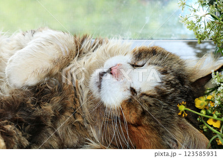 Sleeping happy cat close-up with flowers on a sunny window, a cozy yard cat found its home, animal rescue 123585931