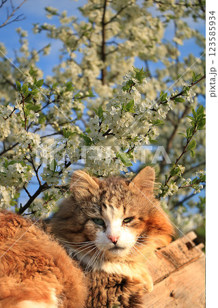 A cat against a background of flowering trees. A village cat basks in the sun next to beautiful plum flowers in spring, a good life in a Russian village A cat against a background of flowering trees. A village cat basks in the sun next to beautiful plum flowers in spring, a good life in a Russian village 123585934