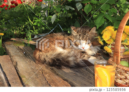 Sleeping cat on a wooden table in the summer garden. Village cat resting on a table with a basket of apples and flowers Sleeping cat on a wooden table in the summer garden. Village cat resting on a table with a basket of apples and flowers 123585936