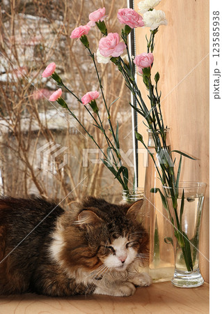 Cat and flowers in a vase in the spring window, the cat sleeps on the window under the vases with flowers, a good spring morning Cat and flowers in a vase in the spring window, the cat sleeps on the window under the vases with flowers, a good spring morning 123585938