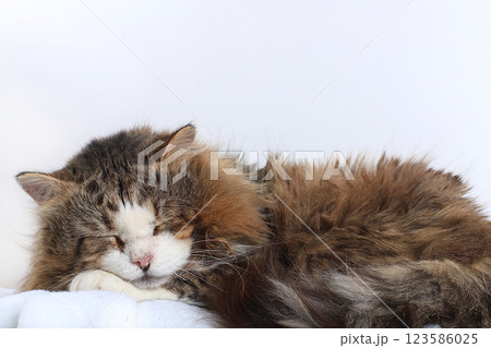 Close-up of a sleeping cat, a cat has found its home and is happy rescue animals from the street. Cozy house with pets 123586025