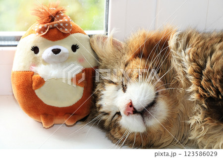 Sleeping cat close up with a toy on a sunny window, a cozy yard cat found its home, animal rescue 123586029