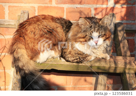 The rustic cat on the fence is heated in the rays of the setting sun. Evening in a Russian village is quiet and cozy. Sleeping cat on the stairs in the garden. The rustic cat on the fence is heated in the rays of the setting sun. Evening in a Russian village is quiet and cozy. Sleeping cat on the stairs in the garden. 123586031