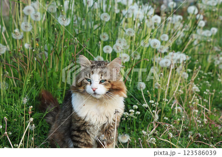 Happy country cat in dandelions in the summer in the field. Cozy country life in the garden for pets. 123586039