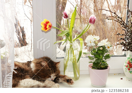 A cat on a rustic window, a bouquet of flowers and a sleeping cat on a winter window create a cozy mood. A cat on a rustic window, a bouquet of flowers and a sleeping cat on a winter window create a cozy mood. 123586238