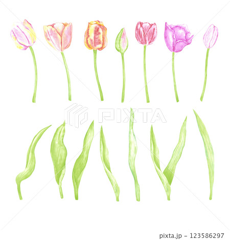 Hand drawn watercolor set of colorful tulips and green leaves. Illustration of flowers isolated on white background. Can be used for postcard, label, scrapbook and other printed products. 123586297