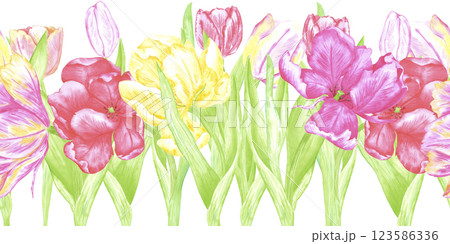 Hand drawn watercolor colorful tulips seamless border. Illustration of spring flowers isolated on white background. Can be used for textile, fabric, wrapping and other printed products. 123586336