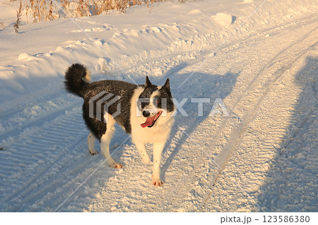 Funny dog on a winter road, Russian village in winter, Christmas background. outdoor walking concept, love for pets, winter banner, New Year card, selective focus 123586380