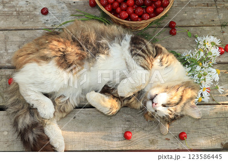 Sleeping cat on an old wooden table in the summer garden next to a basket with cherries and flowers. Country cat resting in the garden, top view, flat lay Sleeping cat on an old wooden table in the summer garden next to a basket with cherries and flowers. Country cat resting in the garden, top view, flat lay 123586445