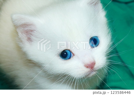 Little blue-eyed kitten. The atmosphere of warmth and comfort in the house, the rescue of stray animals Little blue-eyed kitten. The atmosphere of warmth and comfort in the house, the rescue of stray animals 123586446