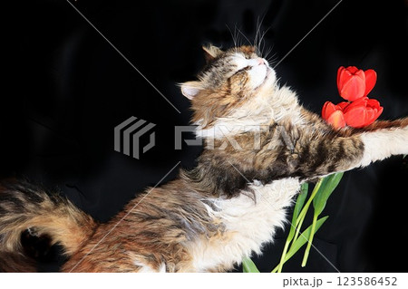 Close-up of a sleeping cat, a cat has found its home and is happy rescue animals from the street. Cozy house with pets 123586452