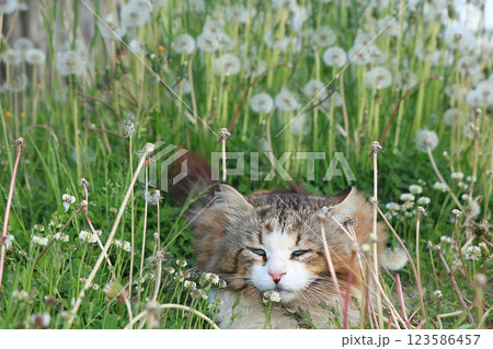 Happy country cat in dandelions in the summer in the field. Cozy country life in the garden for pets. 123586457