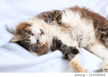 Close-up sleeping happy cat on the bed, yard cat has found its home, atmosphere of coziness and comfort, selective focus Close-up sleeping happy cat on the bed, yard cat has found its home, atmosphere of coziness and comfort, selective focus 123586464