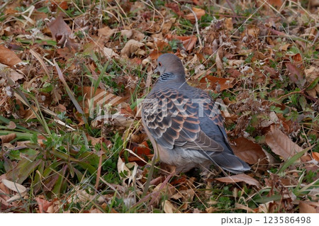 恩智川治水緑地の鳩 恩智川治水緑地の鳩 123586498