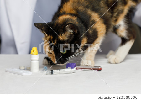 Cat On An Examination Table At The Vet 123586506